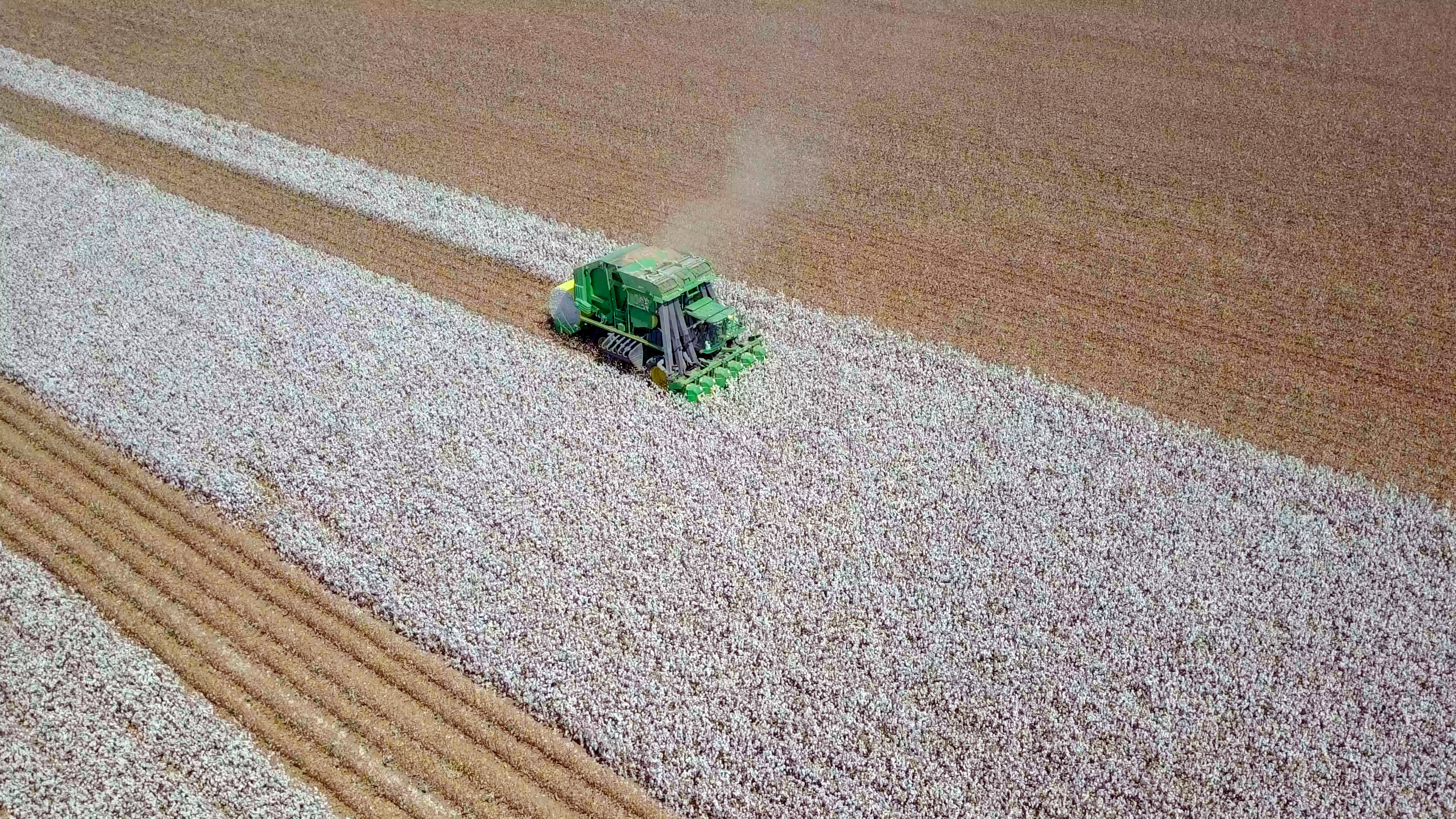 cotton